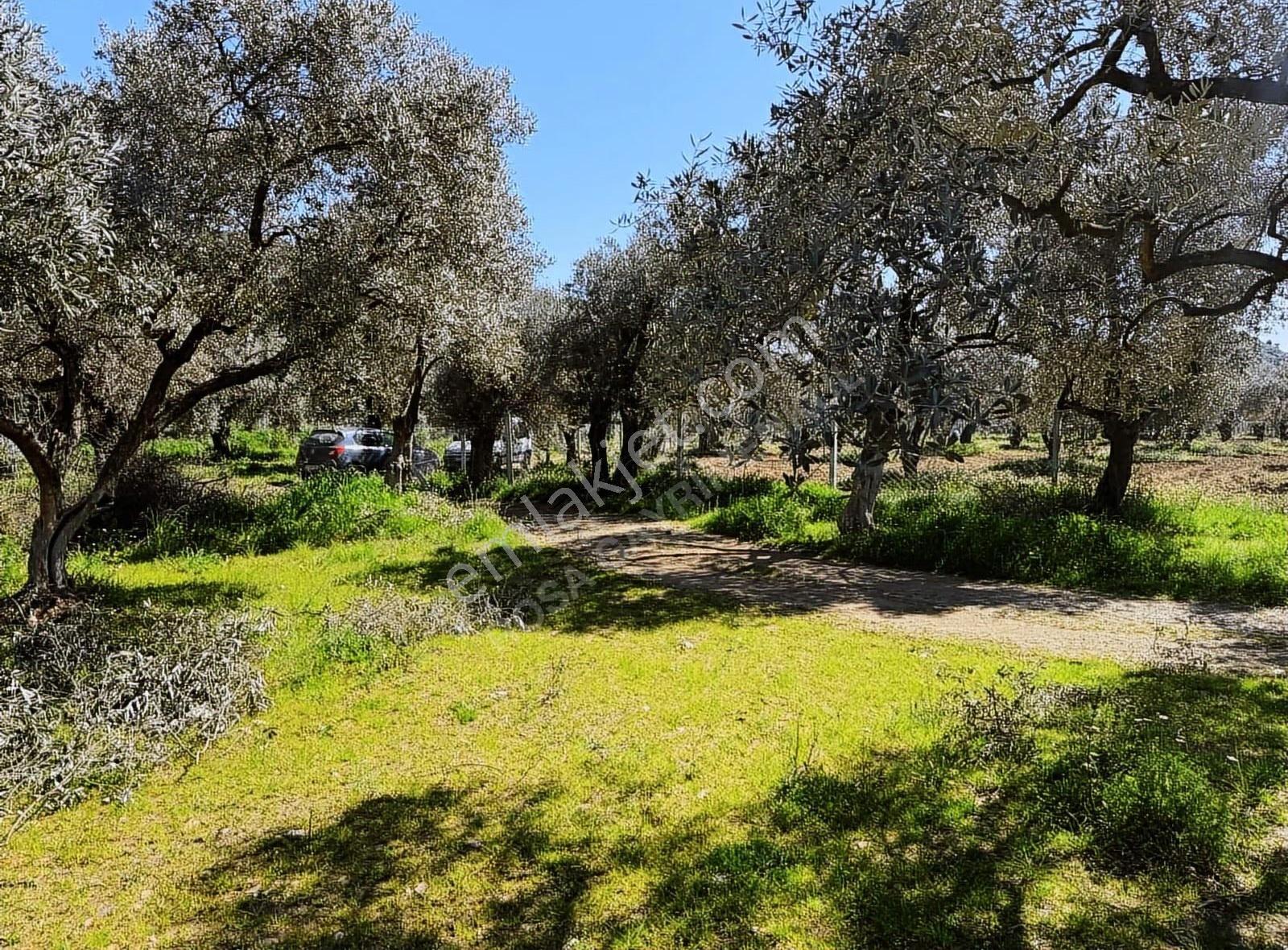 Rosa Gayrimenkul'den 1.963 M² Satılık Zeytin Bahçesi - Görsel 9