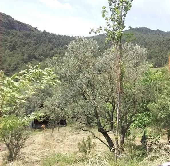 Sakarya Pamukovada Doğa Harikası Evi İçinde Satılık Arsa - Görsel 2