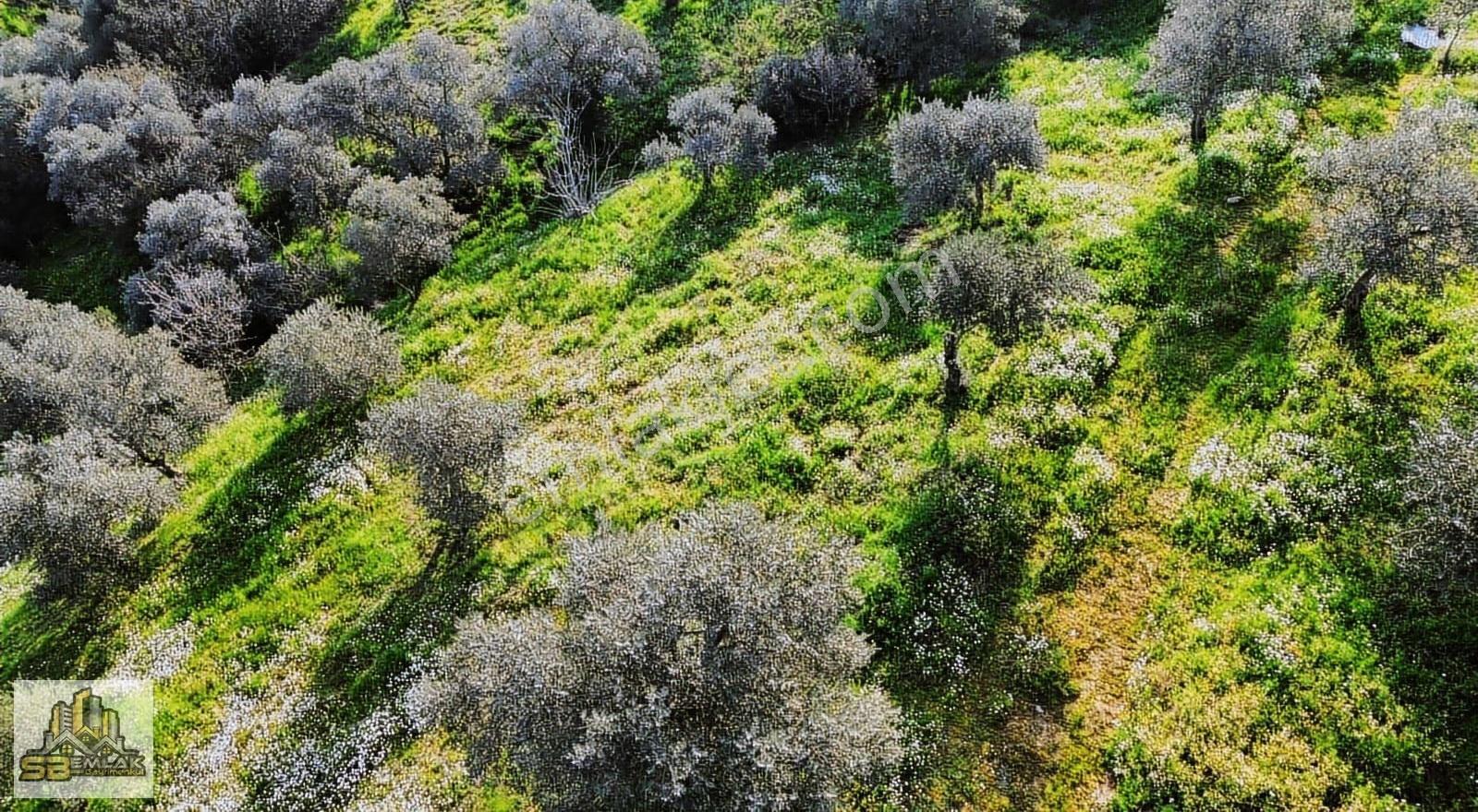 İzmir Tire Sbemlak'tan Peşrefli'de Yatırımlık Fırsat Zeytinlik - Görsel 5