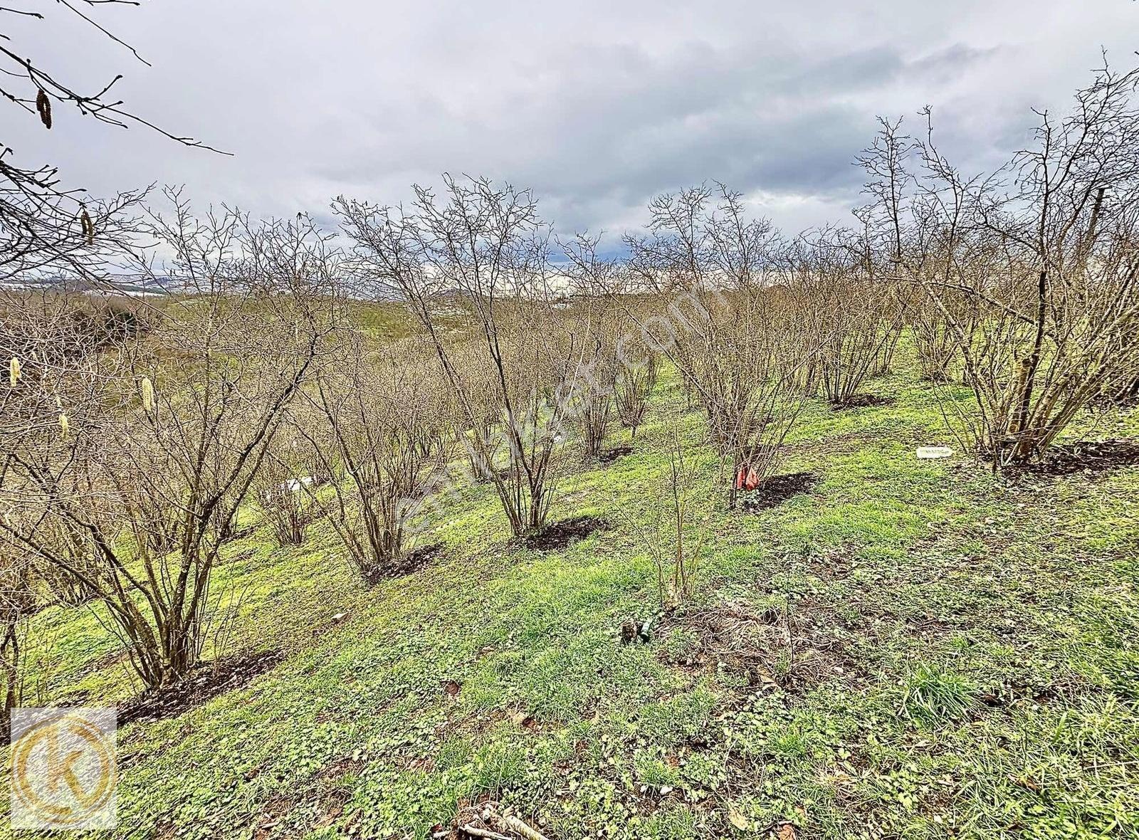 Kaymak Emlaktan Karasu Kurumeşe'de Köy İçi İmarlı 4.880m2 Arsa - Görsel 22
