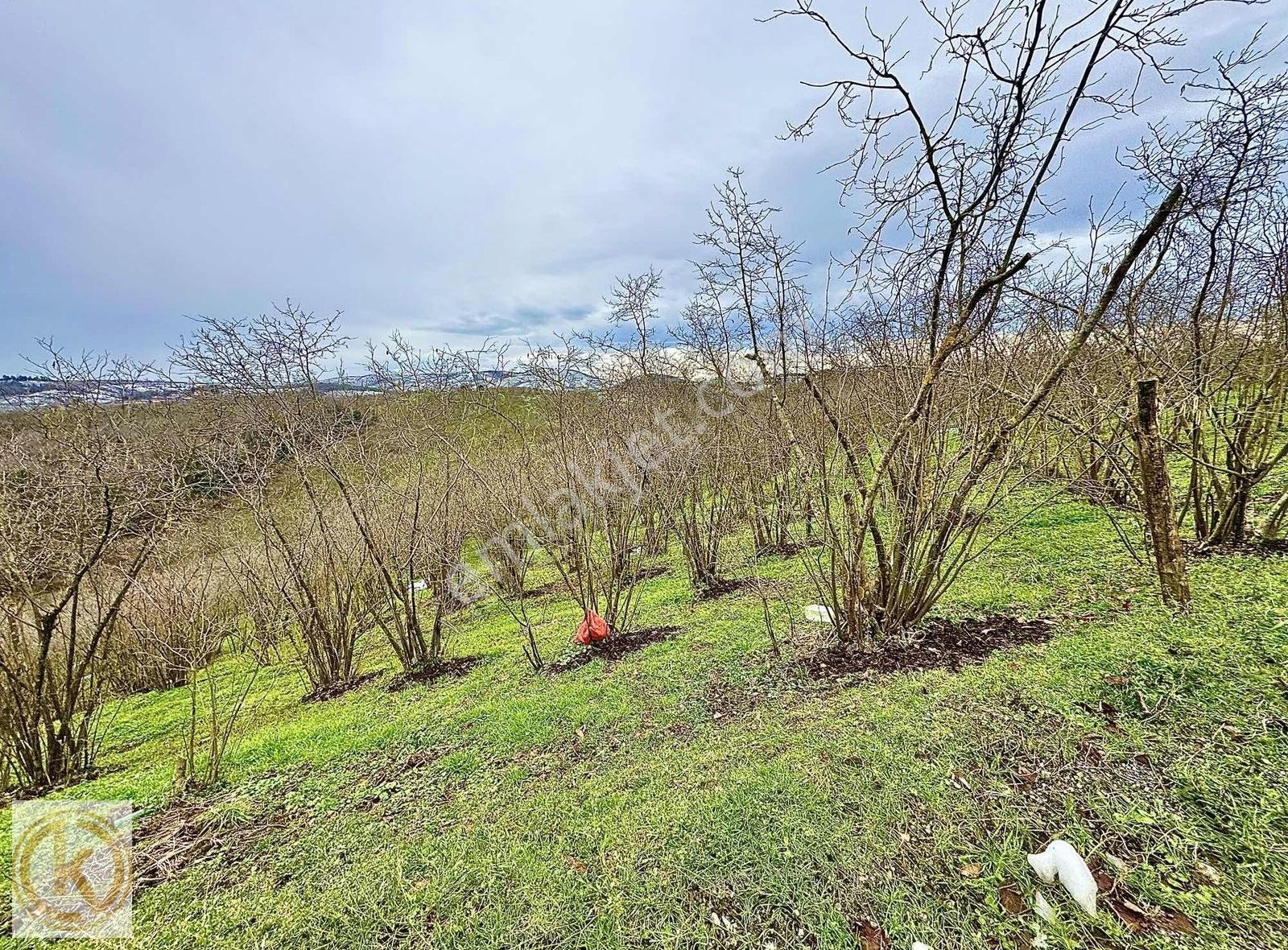 Kaymak Emlaktan Karasu Kurumeşe'de Köy İçi İmarlı 4.880m2 Arsa - Görsel 2