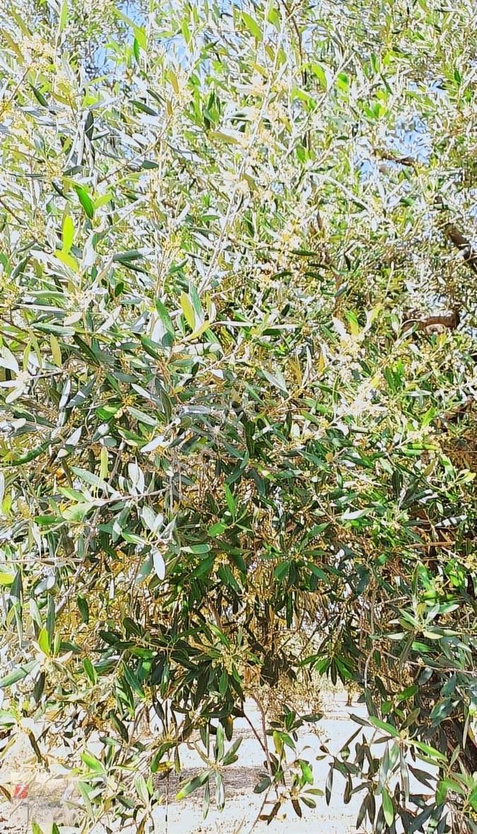 Manisa Saruhanlı Yatırımlık Bakımlı Zeytinlik - Görsel 4