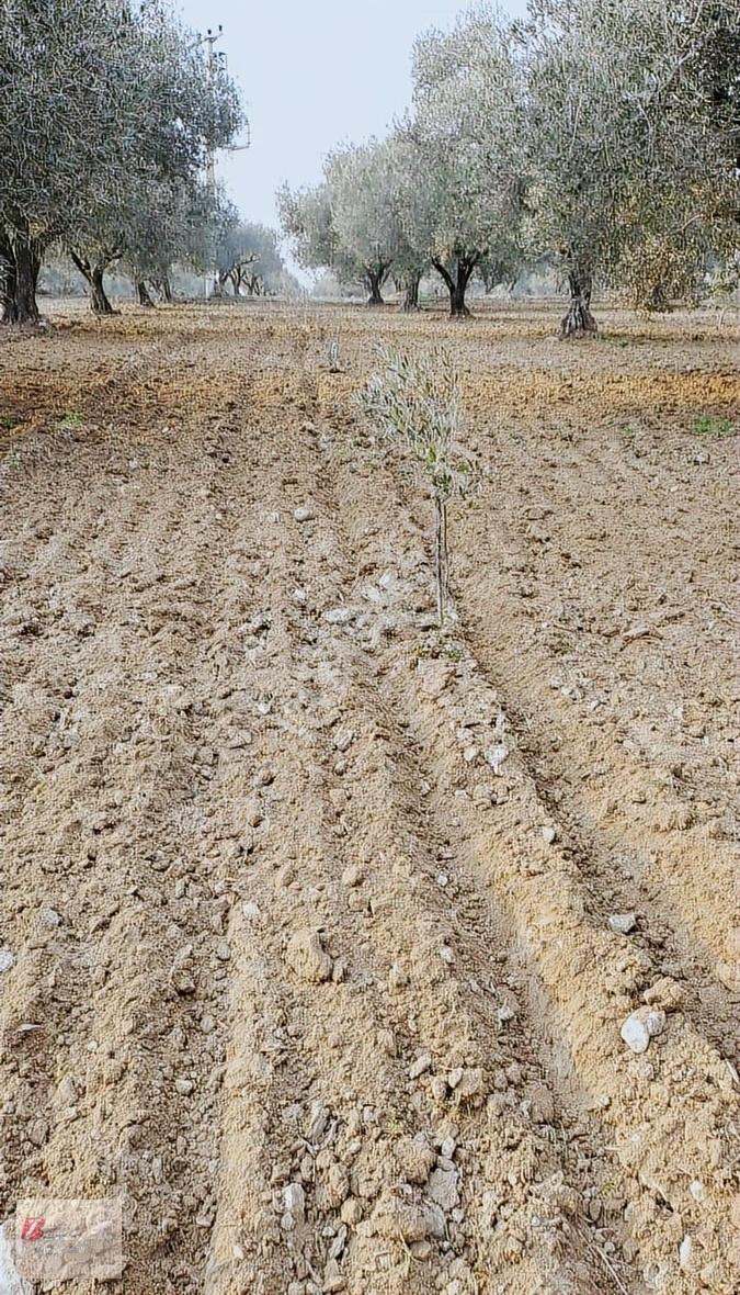 Manisa Saruhanlı Yatırımlık Bakımlı Zeytinlik - Görsel 5