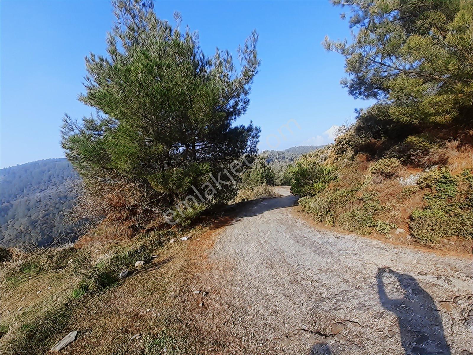Torbalı Helvacı Mah.9412 M2 Müstakil Parsel Zeytinlik - Görsel 29