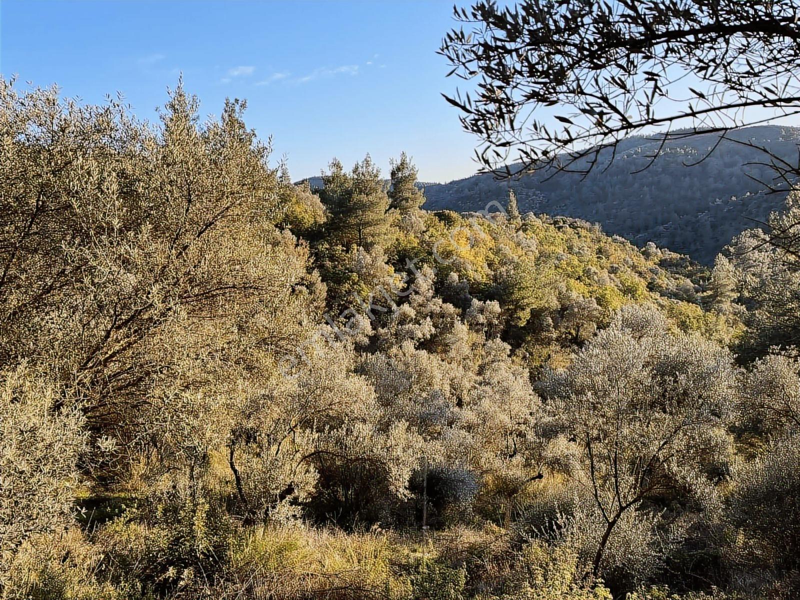 Torbalı Helvacı Mah.9412 M2 Müstakil Parsel Zeytinlik - Görsel 13