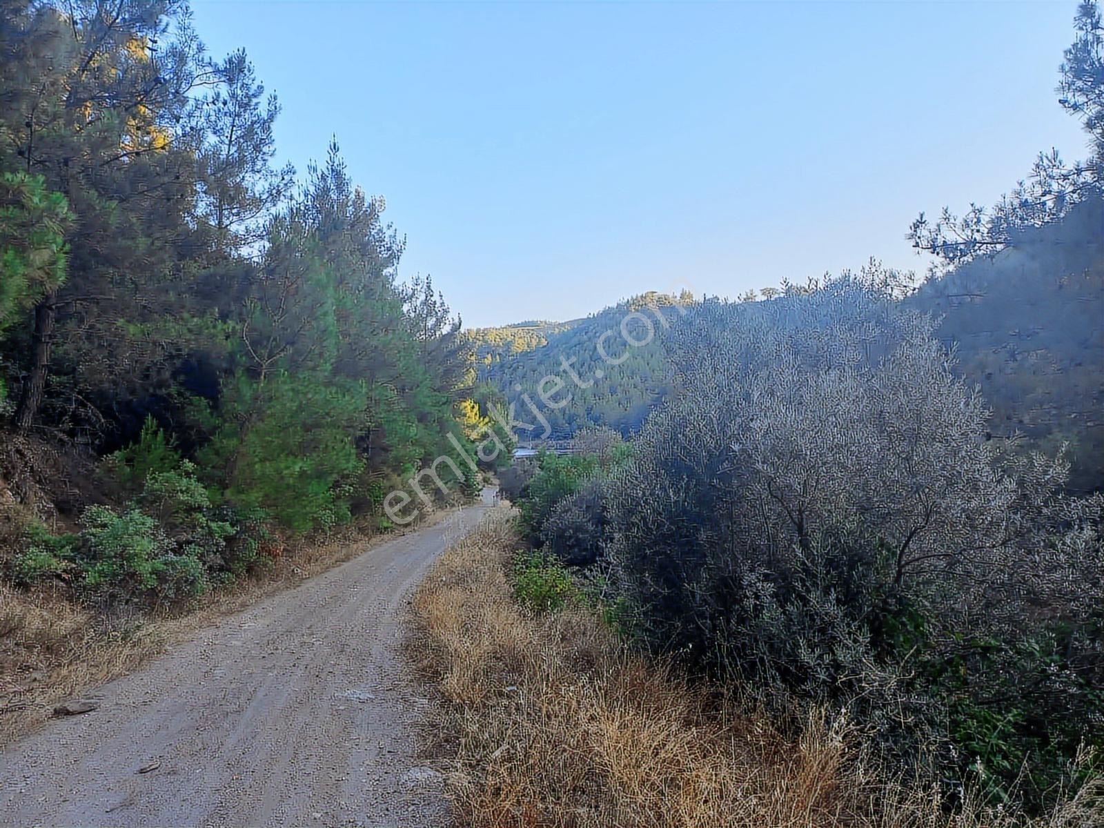 Torbalı Helvacı Mah.9412 M2 Müstakil Parsel Zeytinlik - Görsel 20