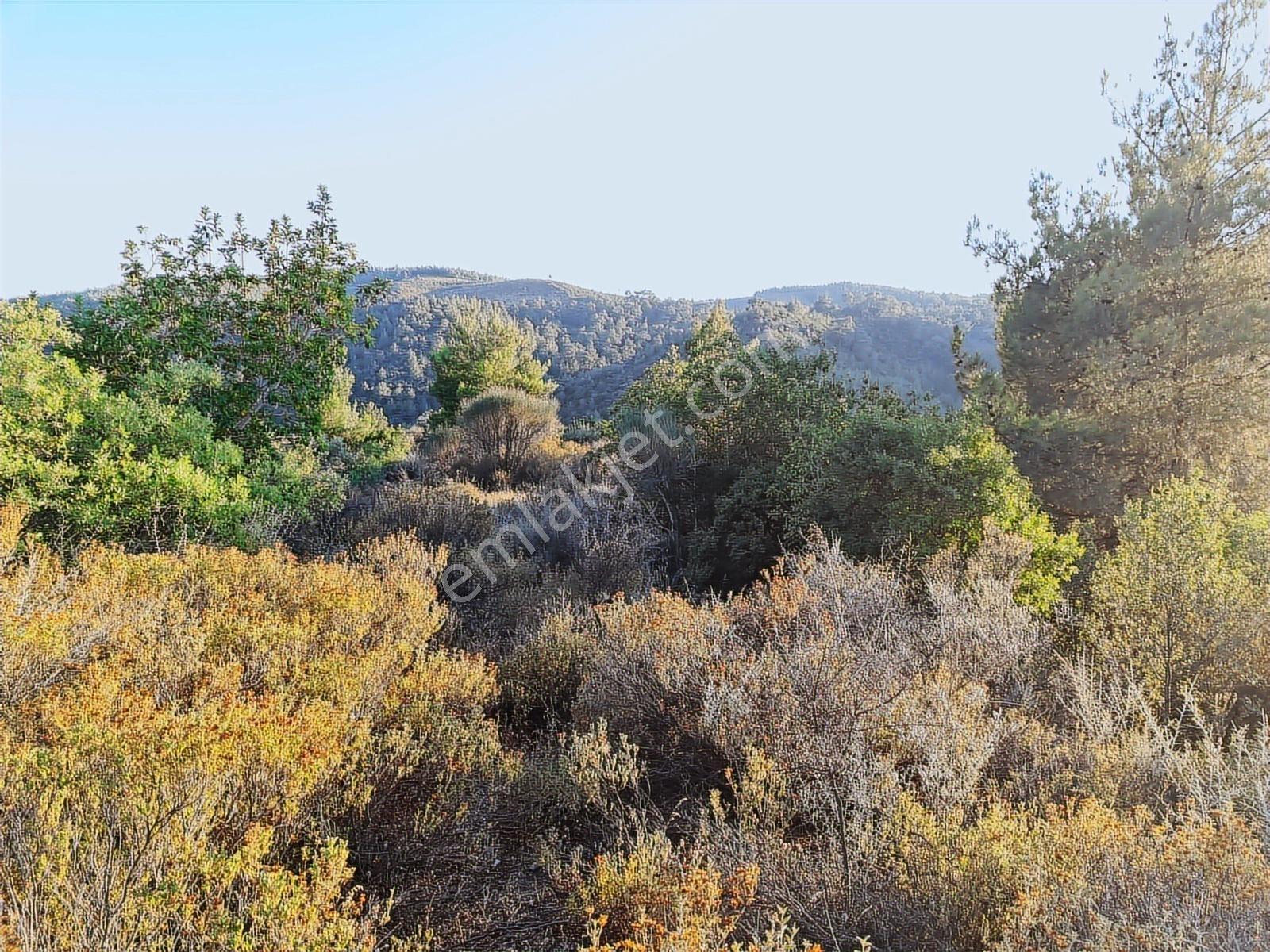 Torbalı Helvacı Mah.9412 M2 Müstakil Parsel Zeytinlik - Görsel 7
