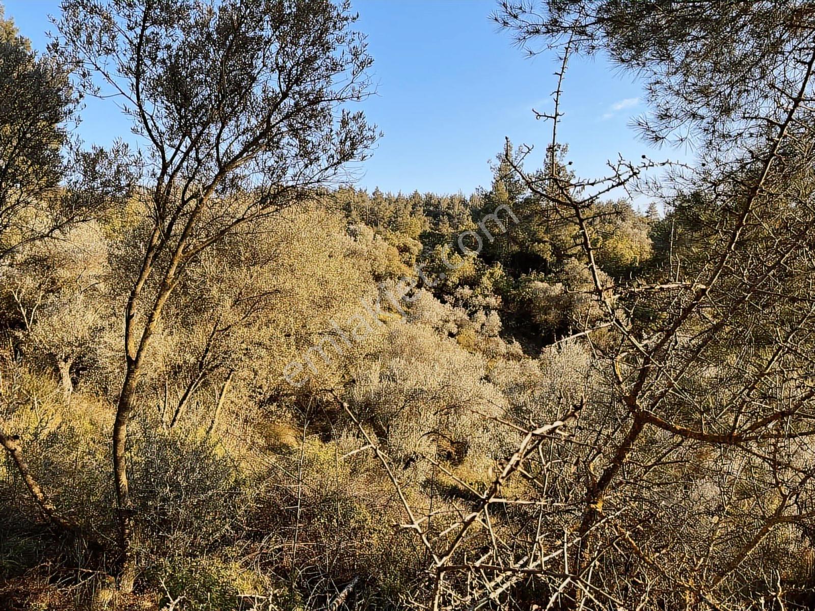 Torbalı Helvacı Mah.9412 M2 Müstakil Parsel Zeytinlik - Görsel 14