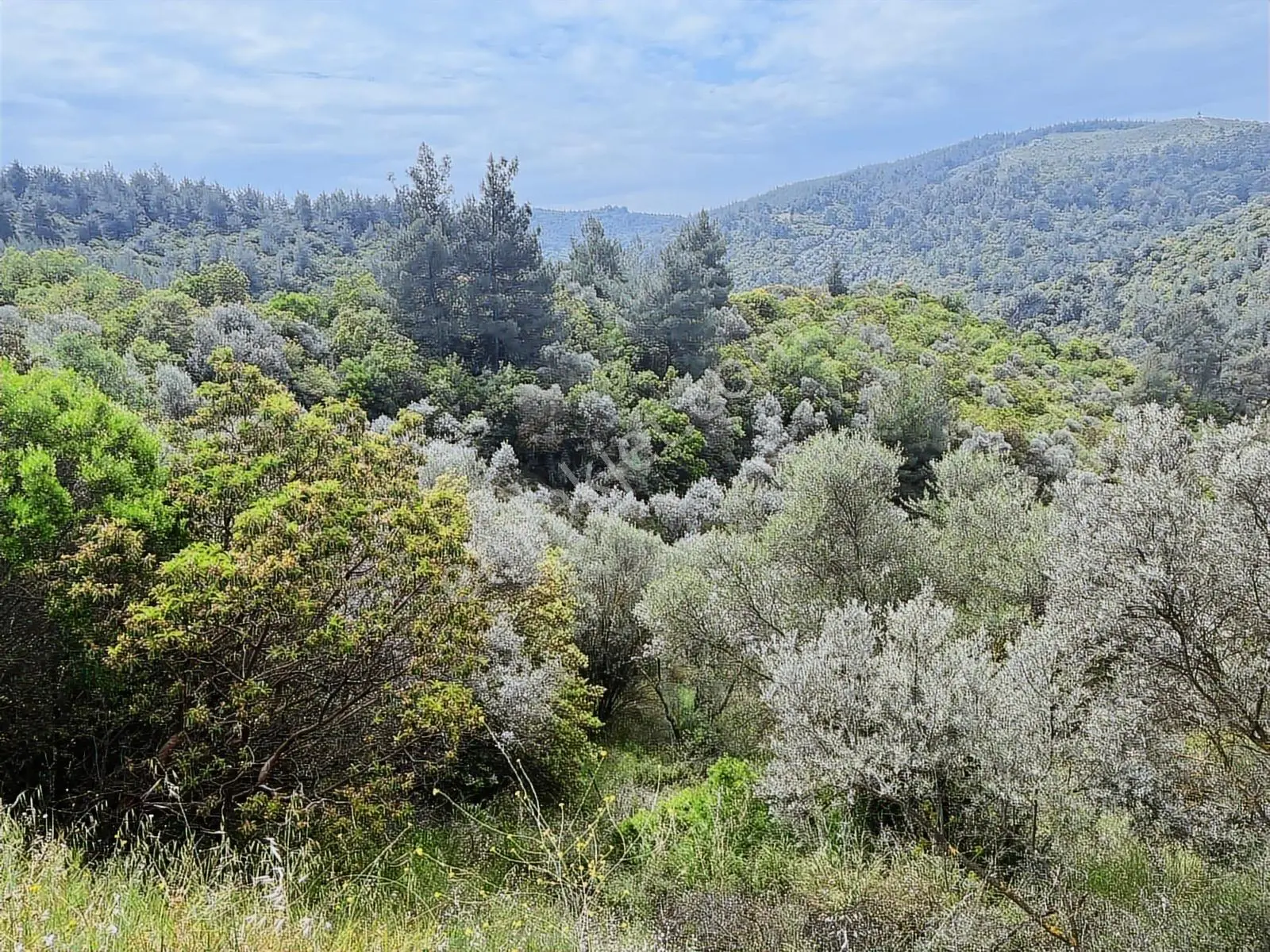 Torbalı Helvacı Mah.9412 M2 Müstakil Parsel Zeytinlik - Görsel 2