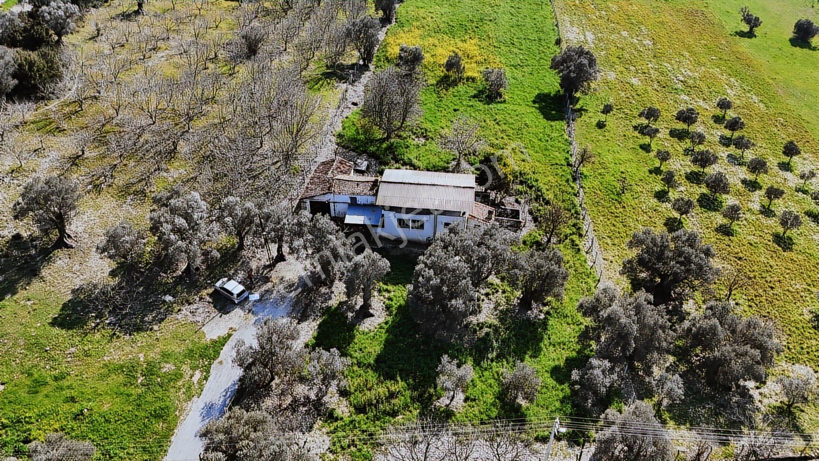 Urla Torasanda 11.259 M² Taş Evli Zeytinlik - Bağ Evi - Görsel 22