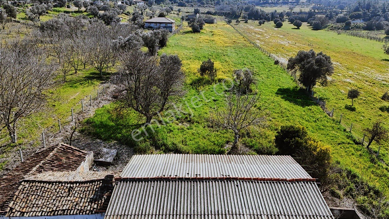 Urla Torasanda 11.259 M² Taş Evli Zeytinlik - Bağ Evi - Görsel 9