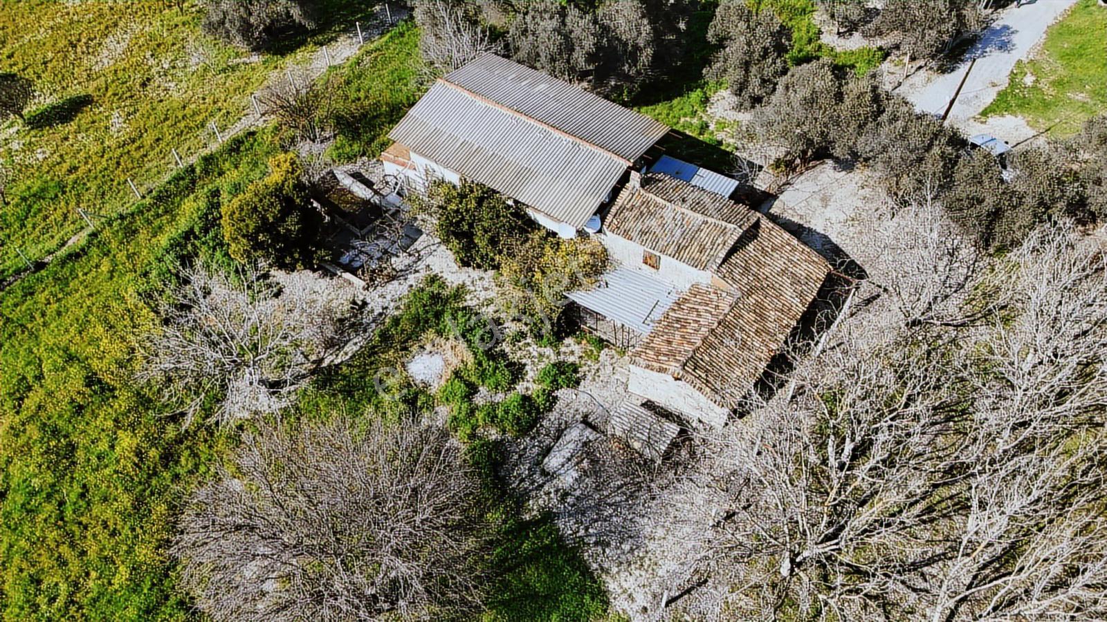 Urla Torasanda 11.259 M² Taş Evli Zeytinlik - Bağ Evi - Görsel 19