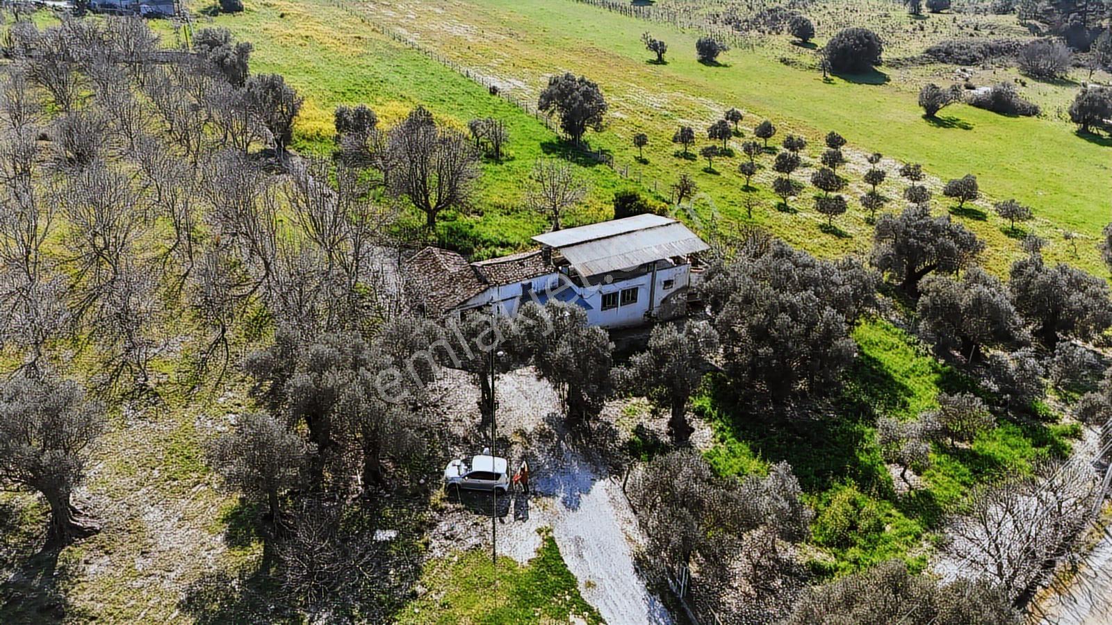 Urla Torasanda 11.259 M² Taş Evli Zeytinlik - Bağ Evi