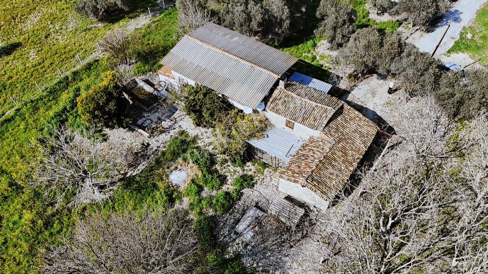 Urla Torasanda 11.259 M² Taş Evli Zeytinlik - Bağ Evi - Görsel 28