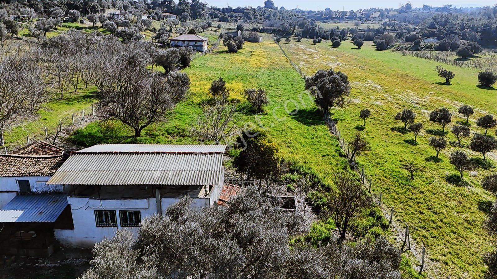 Urla Torasanda 11.259 M² Taş Evli Zeytinlik - Bağ Evi - Görsel 20