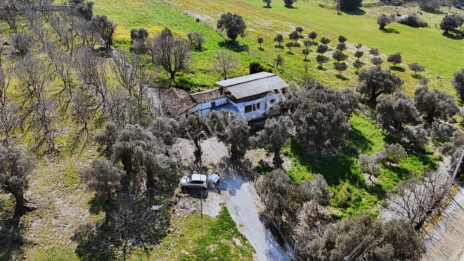 Urla Torasanda 11.259 M² Taş Evli Zeytinlik - Bağ Evi - Görsel 21