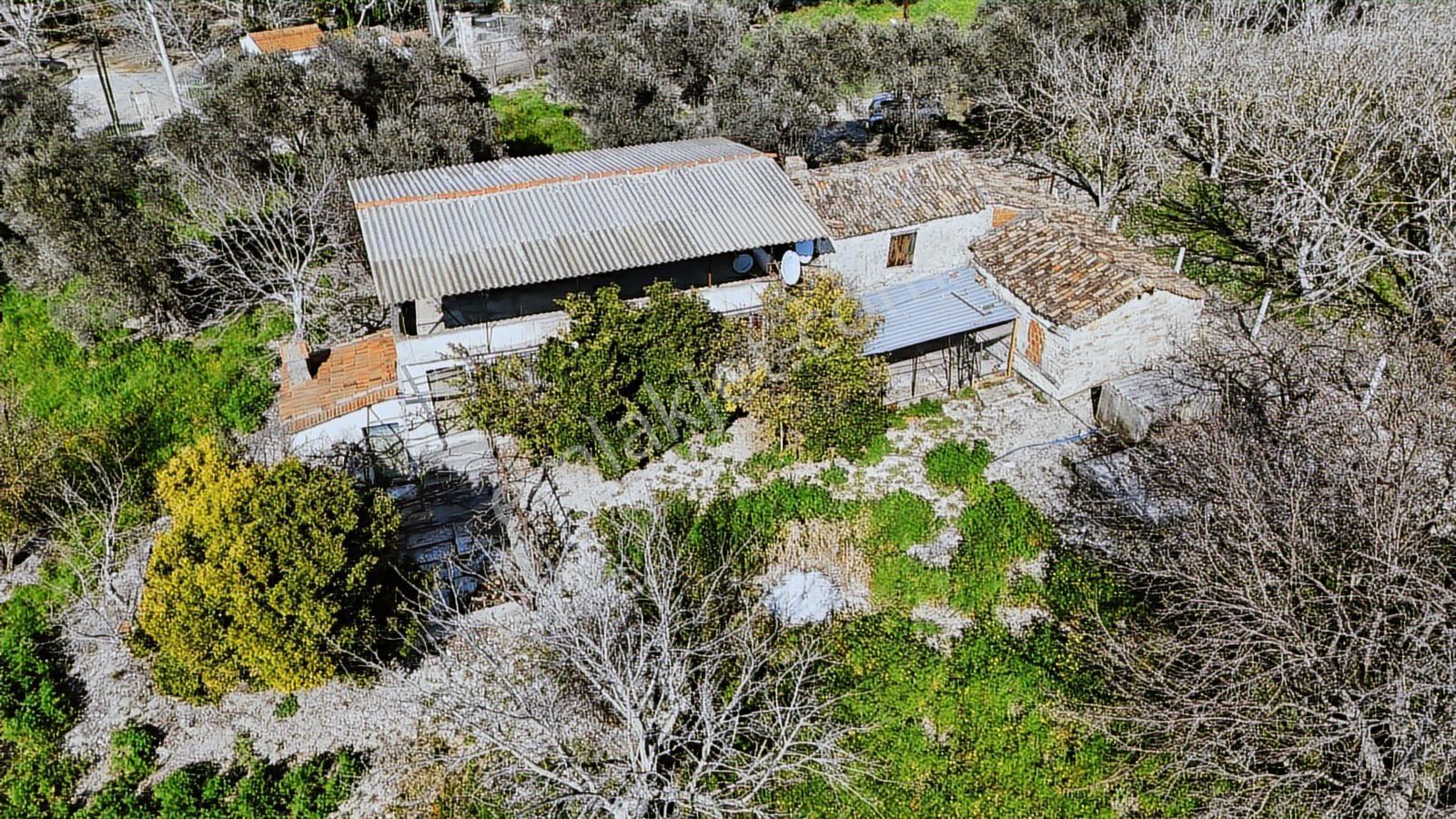 Urla Torasanda 11.259 M² Taş Evli Zeytinlik - Bağ Evi - Görsel 33
