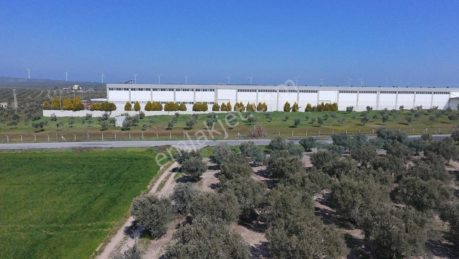 Akhisar Kapaklı Mah. Osb Yakını 3.630 M² 91 Ağaçlı Zeytinlik - Görsel 30