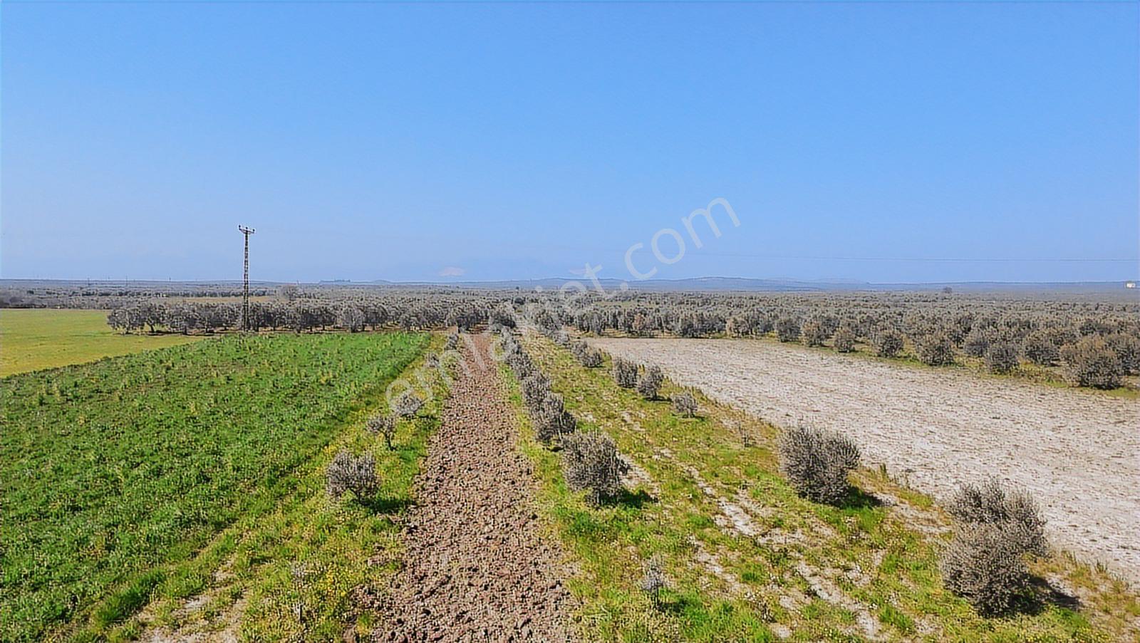 Akhisar Kapaklı Mah. Osb Yakını 3.630 M² 91 Ağaçlı Zeytinlik - Görsel 2