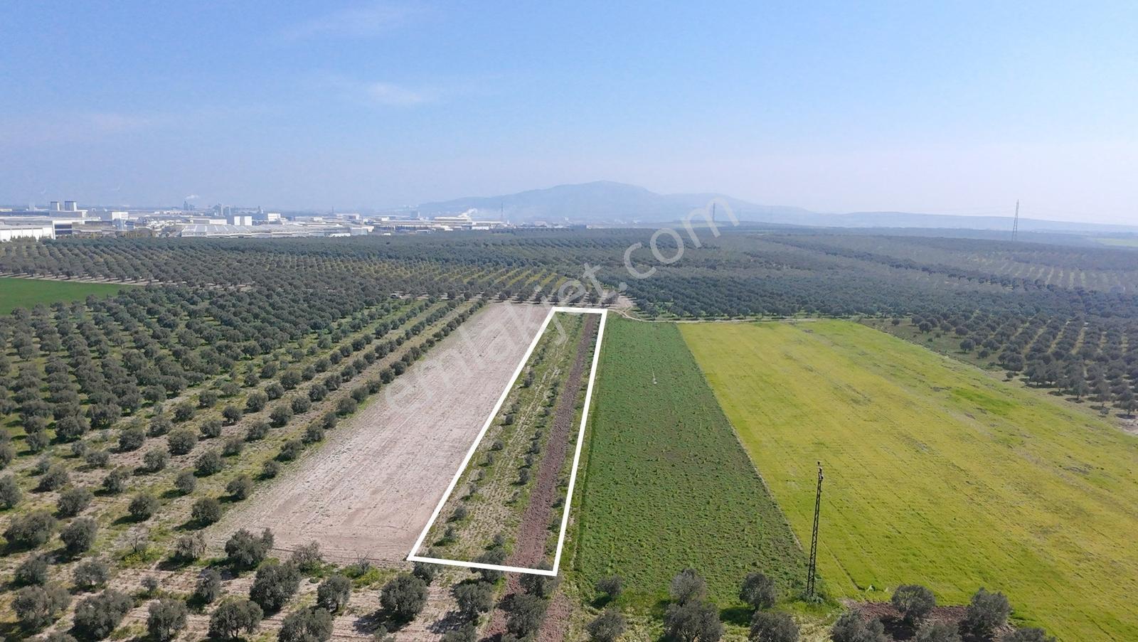 Akhisar Kapaklı Mah. Osb Yakını 3.630 M² 91 Ağaçlı Zeytinlik
