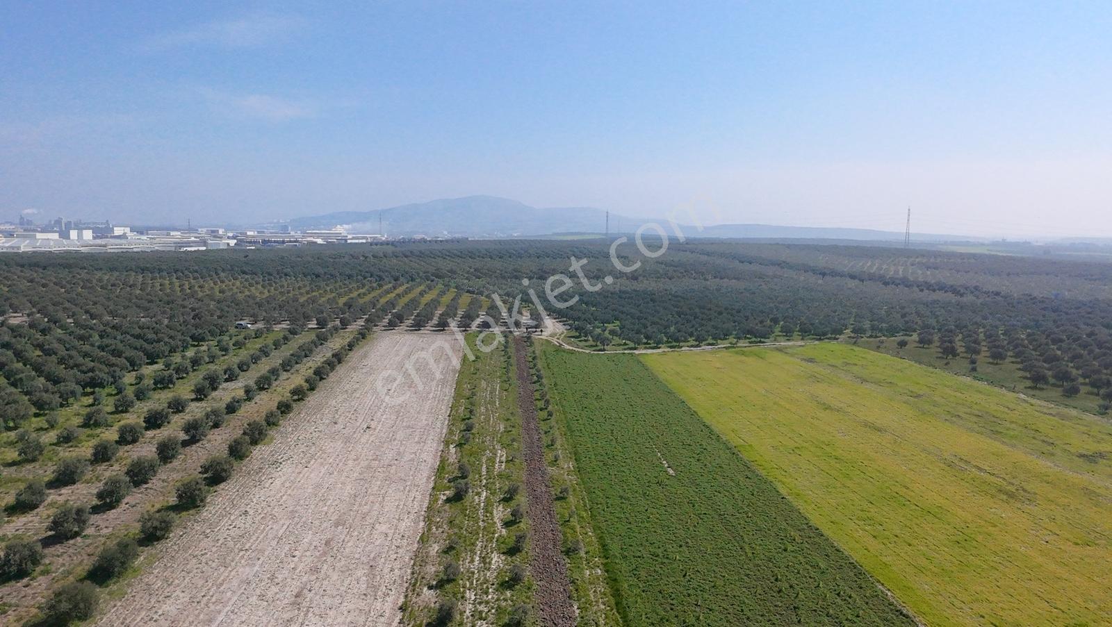 Akhisar Kapaklı Mah. Osb Yakını 3.630 M² 91 Ağaçlı Zeytinlik - Görsel 21