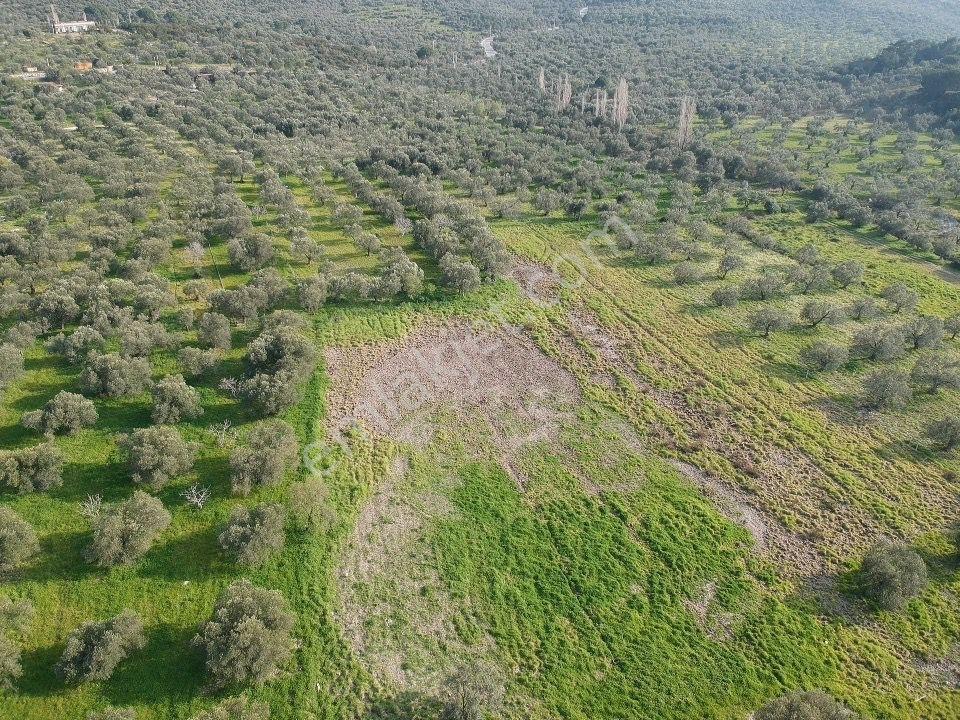 Bademlide Denize 50 Metre: 15.8 Dönüm Fırsat Arazi - Görsel 7