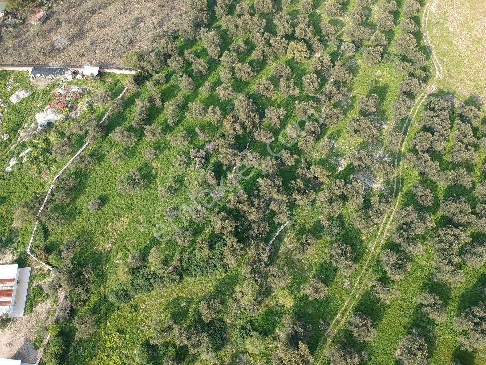 Bademlide Denize 50 Metre: 15.8 Dönüm Fırsat Arazi - Görsel 9