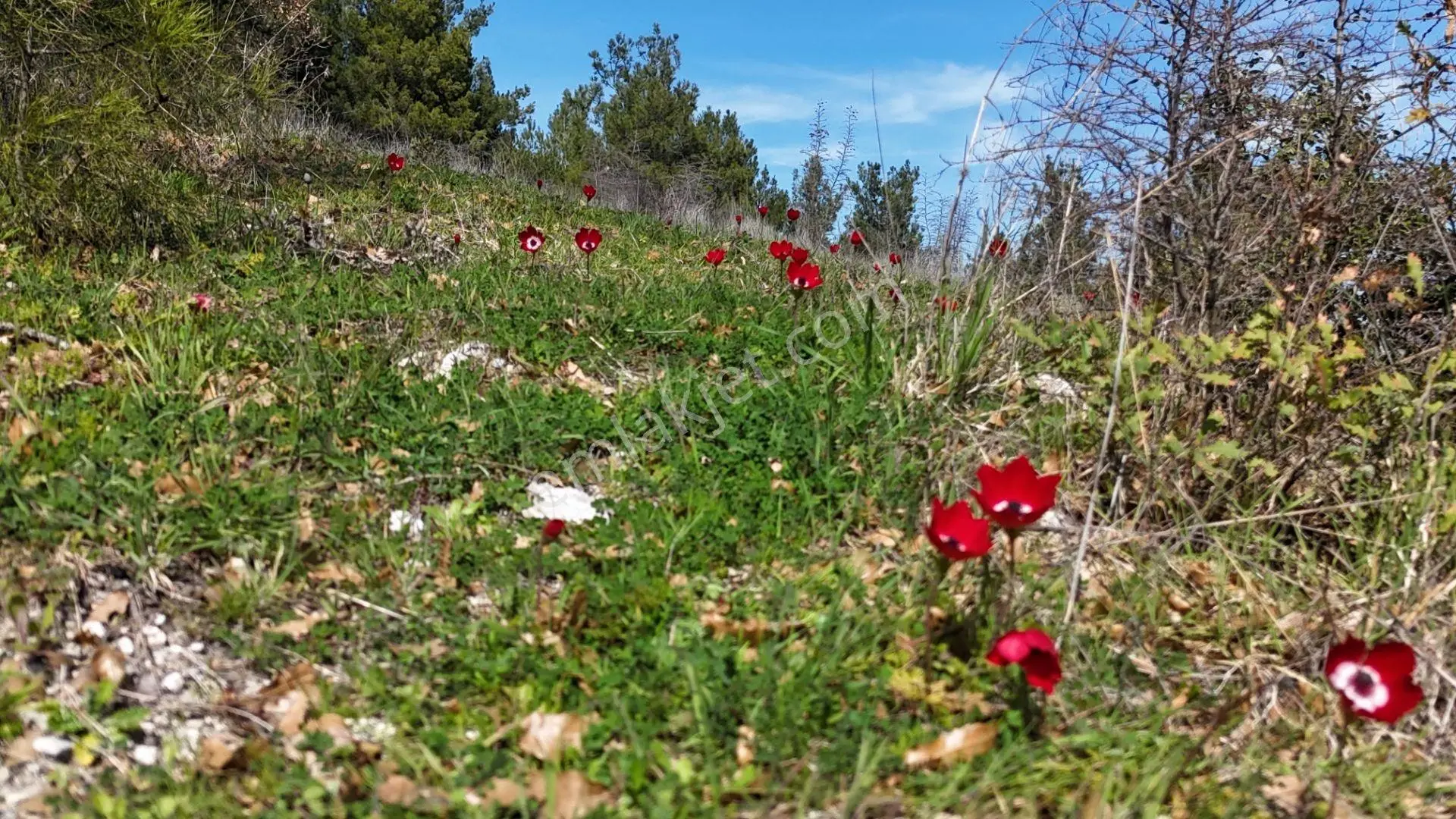 Şehir Merkezine Ve Osb Ye Yakın, Ormana Cephe 6 Dönüm Tarla
