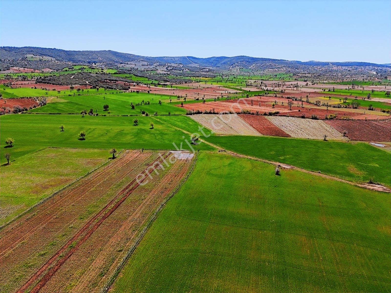 Kula'da Satılık Ana Yola Yakın 2769 M2 Hobi Bahçesi-tarla - Görsel 12
