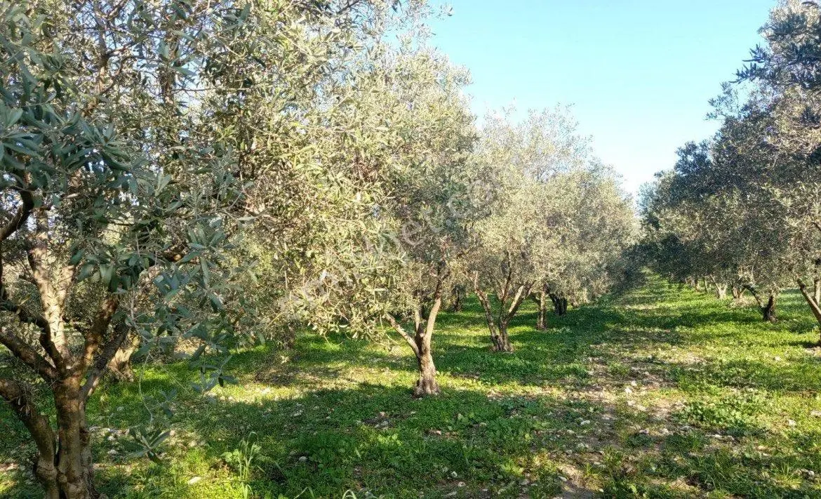 Şehzadeler Karayenicede Satılık Zeytinli 10.600m2 Hisseli 3.500m2 Tarla