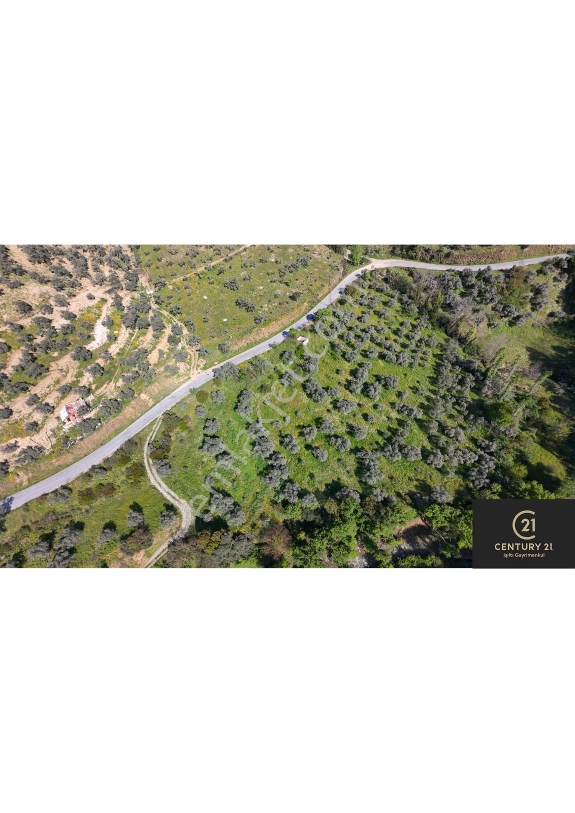 Century21 Işıltı' Dan Umurlu' Da Acil Satılık 10 Dönüm Zeytinlik