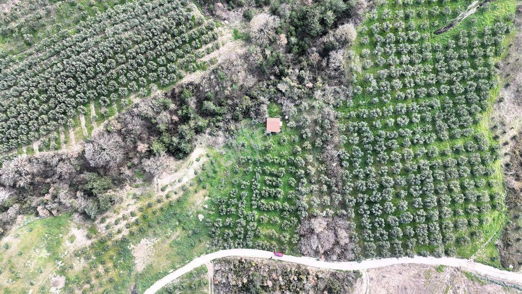 C21 Cius; Gemlik Katırlı’da Yola Cepheli Kurulu Düzen Zeytinlik - Görsel 4