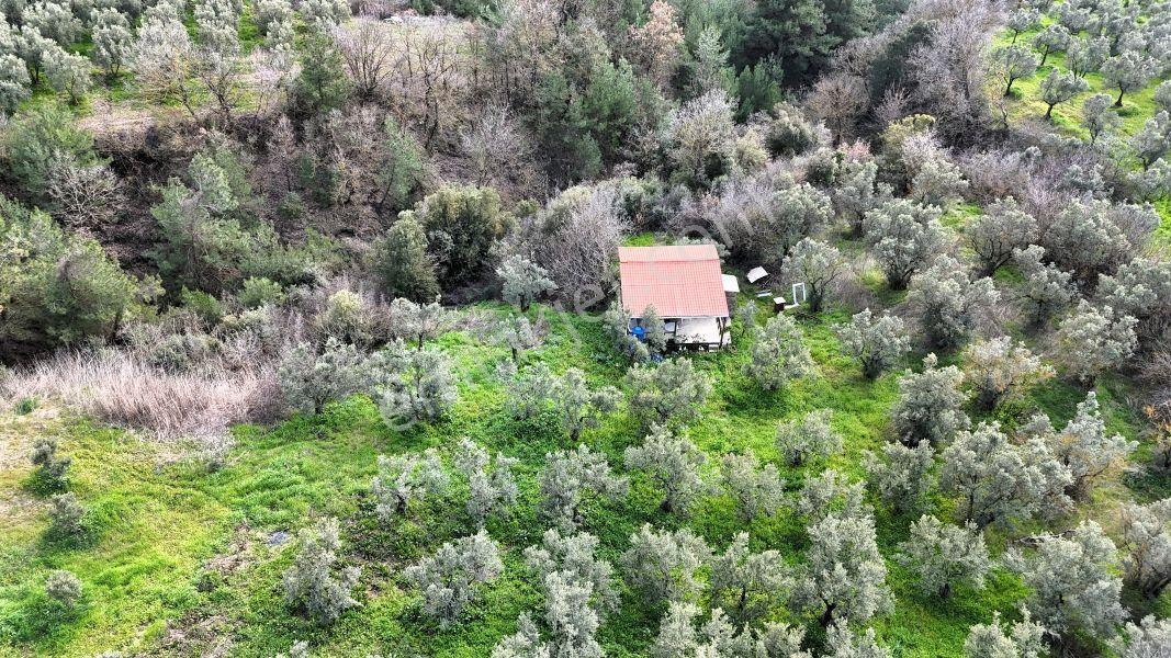 C21 Cius; Gemlik Katırlı’da Yola Cepheli Kurulu Düzen Zeytinlik - Görsel 11