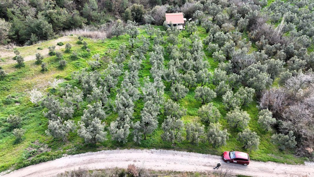C21 Cius; Gemlik Katırlı’da Yola Cepheli Kurulu Düzen Zeytinlik - Görsel 9