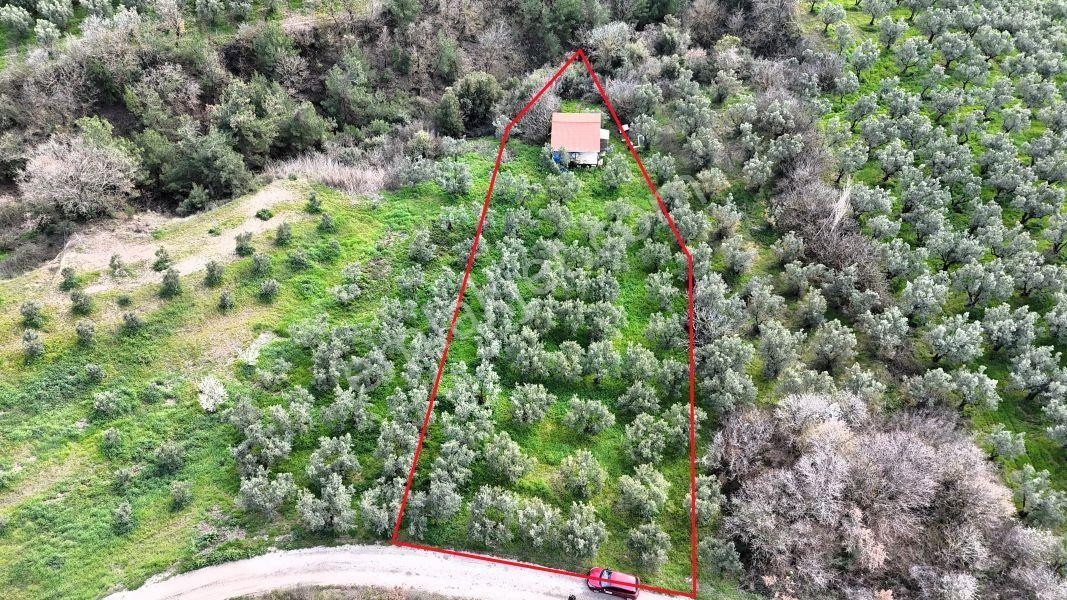 C21 Cius; Gemlik Katırlı’da Yola Cepheli Kurulu Düzen Zeytinlik - Görsel 2