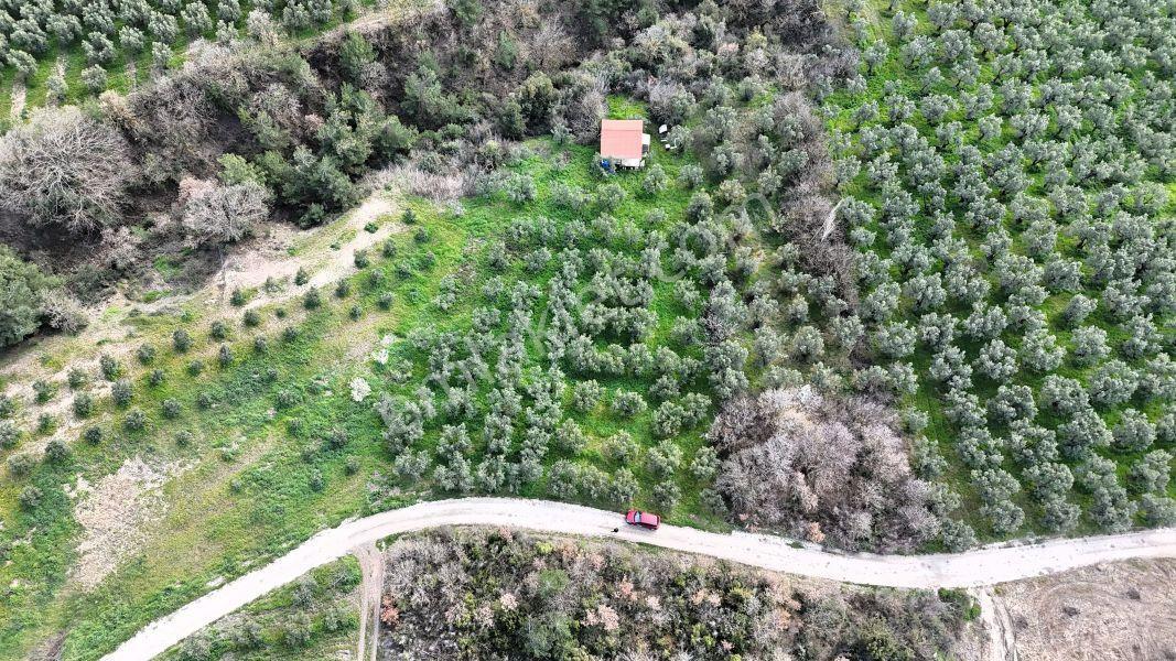 C21 Cius; Gemlik Katırlı’da Yola Cepheli Kurulu Düzen Zeytinlik - Görsel 6