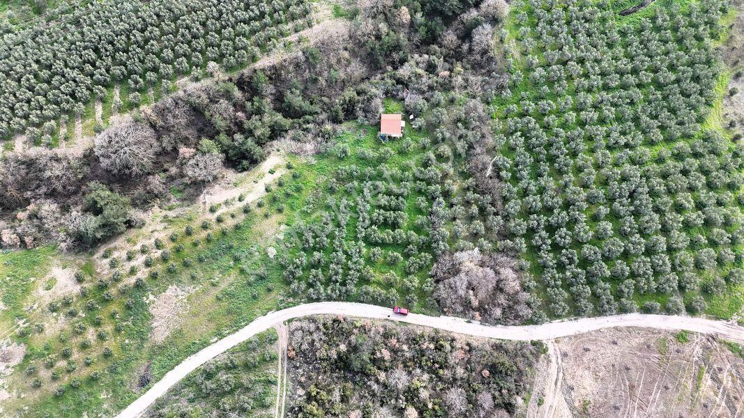 C21 Cius; Gemlik Katırlı’da Yola Cepheli Kurulu Düzen Zeytinlik - Görsel 5