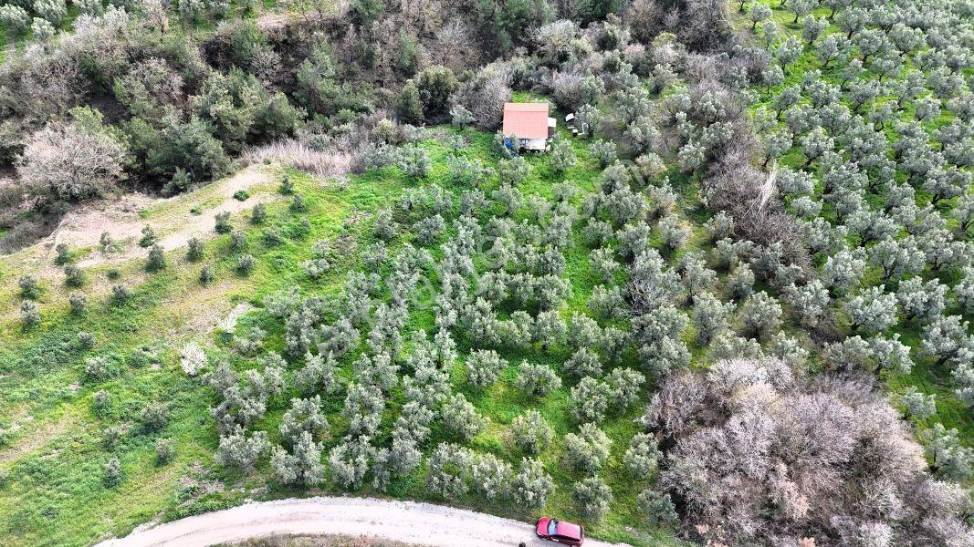 C21 Cius; Gemlik Katırlı’da Yola Cepheli Kurulu Düzen Zeytinlik - Görsel 7