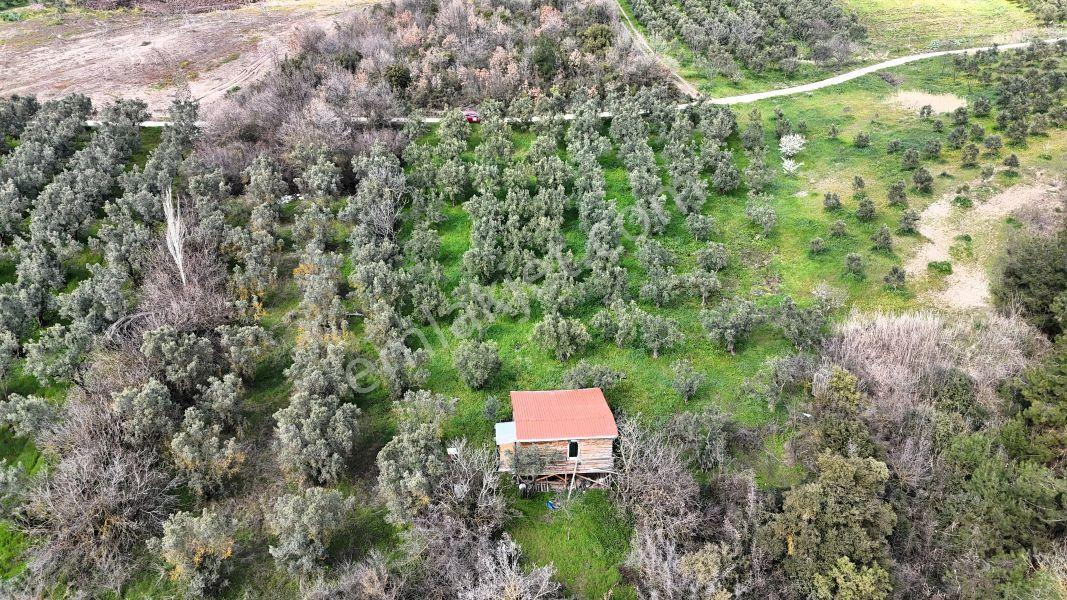 C21 Cius; Gemlik Katırlı’da Yola Cepheli Kurulu Düzen Zeytinlik - Görsel 14