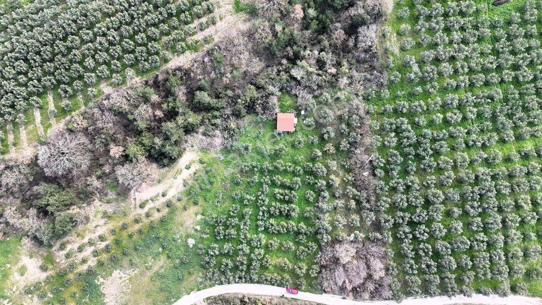 C21 Cius; Gemlik Katırlı’da Yola Cepheli Kurulu Düzen Zeytinlik - Görsel 3