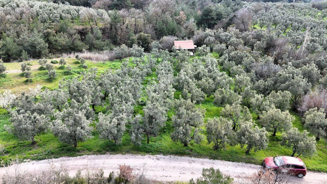 C21 Cius; Gemlik Katırlı’da Yola Cepheli Kurulu Düzen Zeytinlik - Görsel 10