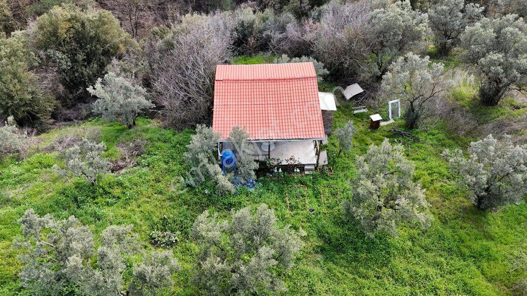 C21 Cius; Gemlik Katırlı’da Yola Cepheli Kurulu Düzen Zeytinlik - Görsel 12