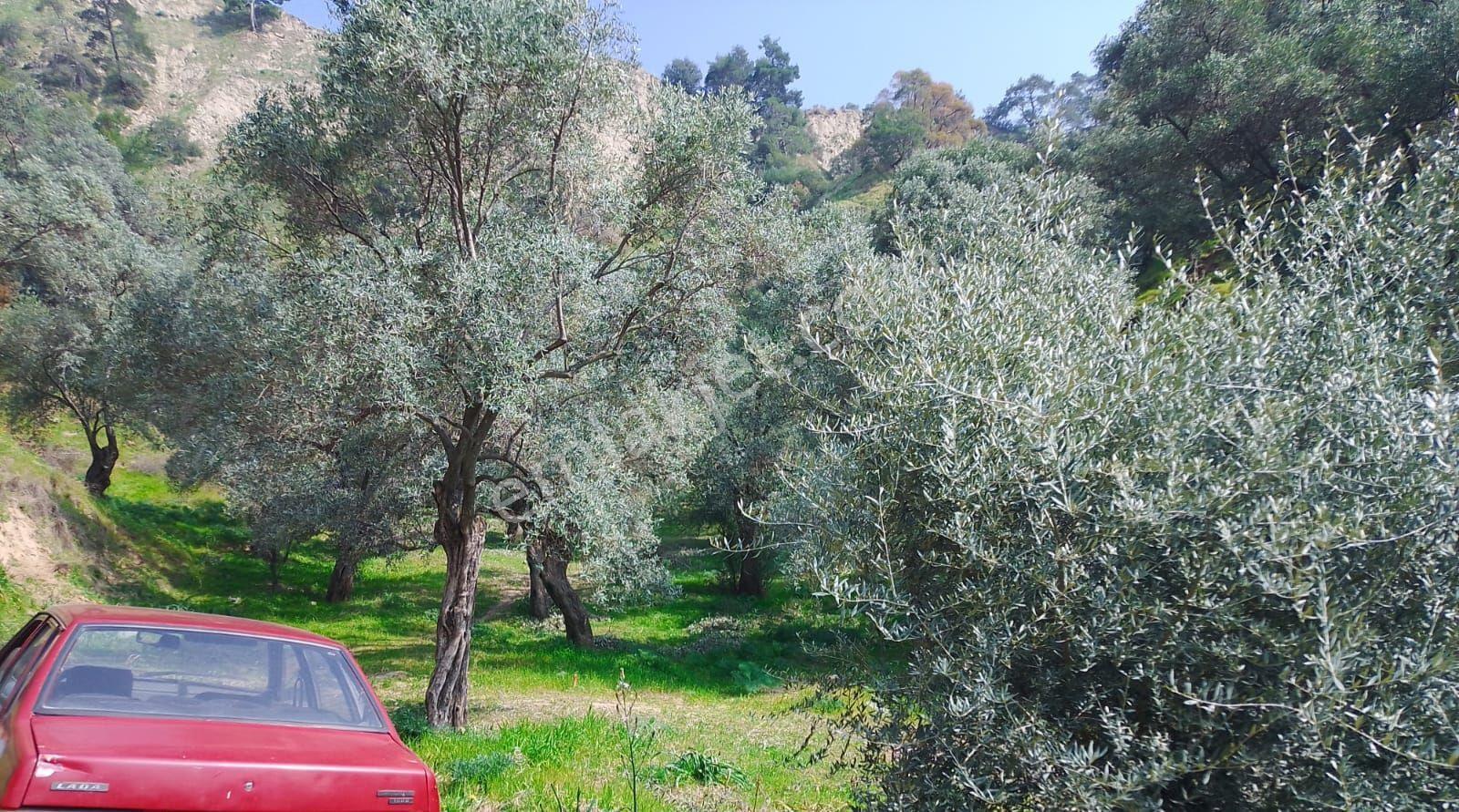 Zeytinlik Tek Tapu Toplam 8700m2 100 Zeytin Agaci Var Yaklaşik 300-350 İncir Zeytin Dikilebilir