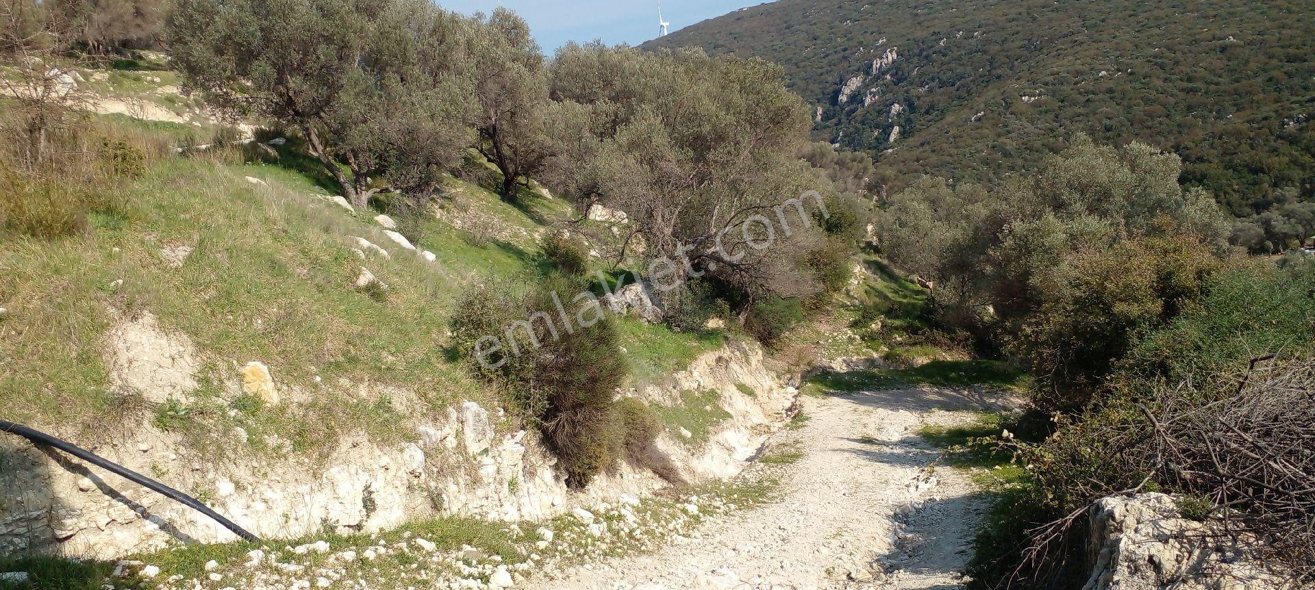 Mor Çiçek Emlak Karaburun Eğlenhoca Satılık Tarla - Görsel 2