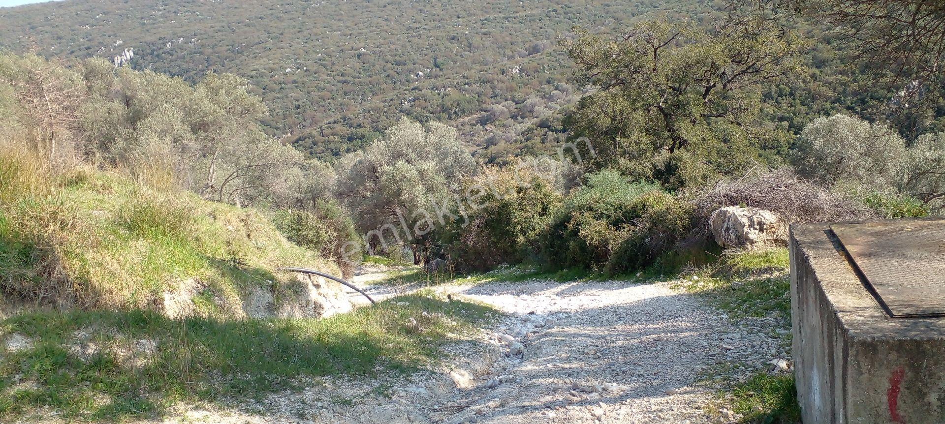 Mor Çiçek Emlak Karaburun Eğlenhoca Satılık Tarla - Görsel 20