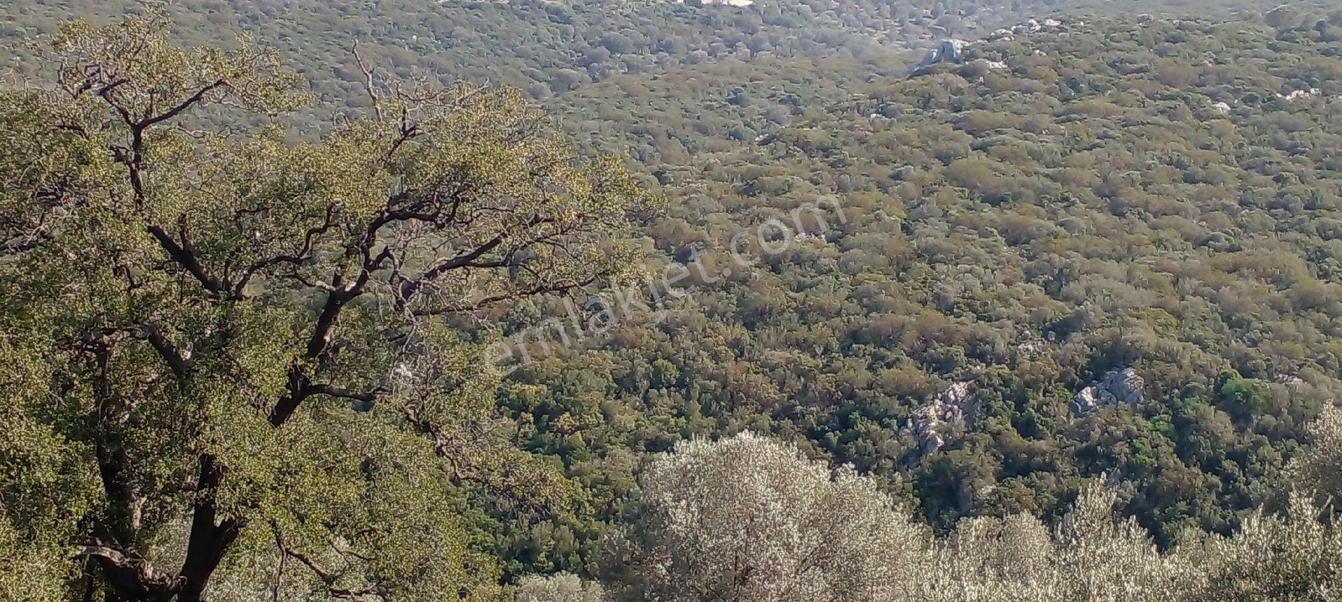 Mor Çiçek Emlak Karaburun Eğlenhoca Satılık Tarla - Görsel 6