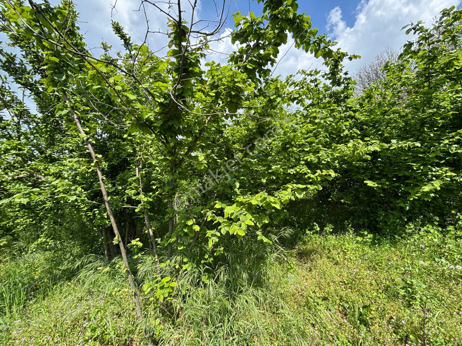 Düzce Merkez Güven Köyü'nde 1448 M² Satılık Arsa - Görsel 27