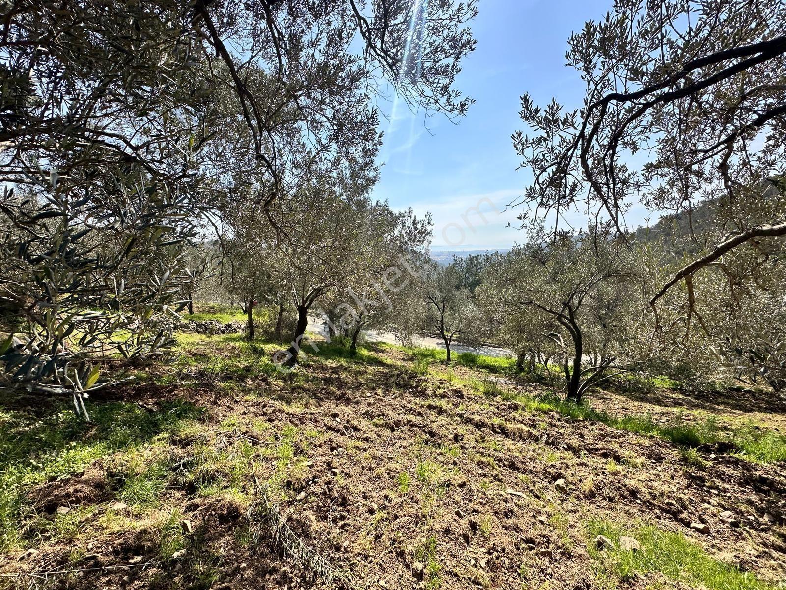 ▀▄mera Emlaktan Mehmetalanda Asfalta Cephe 12.350m2 Zeytinlik - Görsel 5