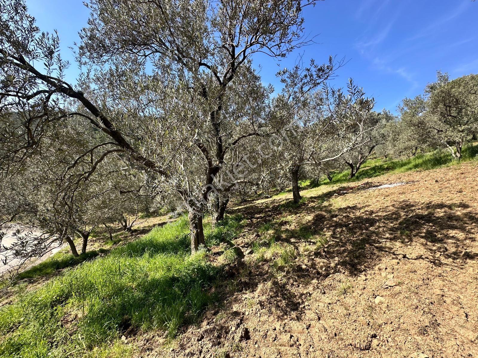 ▀▄mera Emlaktan Mehmetalanda Asfalta Cephe 12.350m2 Zeytinlik - Görsel 19