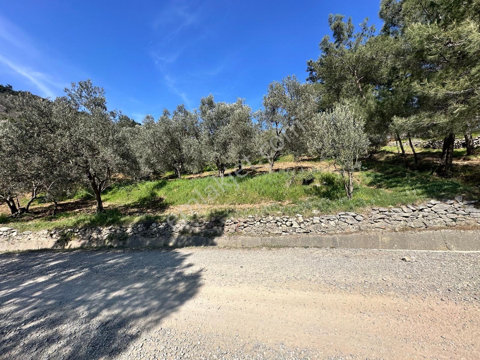 ▀▄mera Emlaktan Mehmetalanda Asfalta Cephe 12.350m2 Zeytinlik - Görsel 13